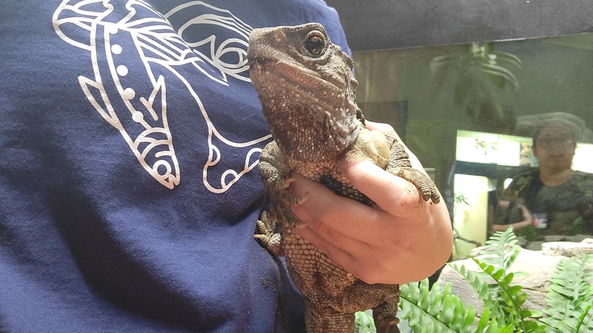 Sooralsa's tweet photo. Some of my new friends at work, still can't believe I've made it here. (Burmese Star Tortoise, Galapagos Tortoise, and Tuatara. Not pets, but definitely friends) https://t.co/RKJHbbA50n