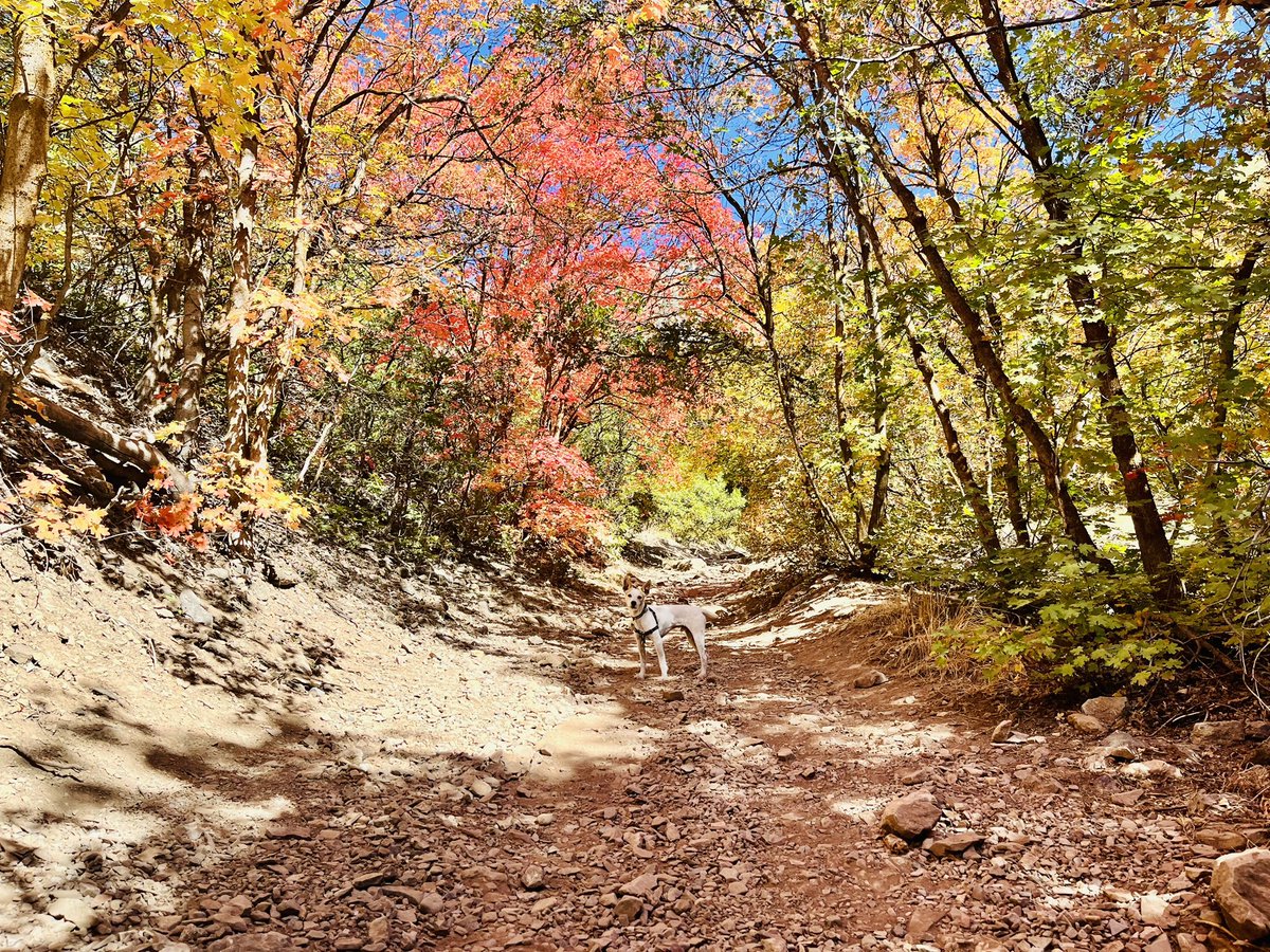 Fall in the Canyons. Not a bad start to a weekend! @UtahUroRes @UtahUrology @UofUSurgery