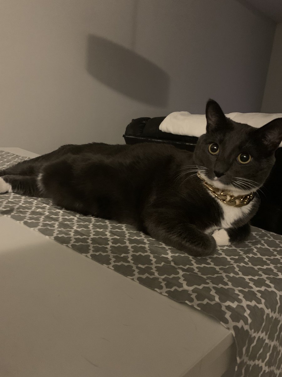 userjenner's tweet photo. Sharing a romantic meal with sushi (my Airb*b hosts cat)
He loves to watch me eat soup https://t.co/GsnUg8qQ25