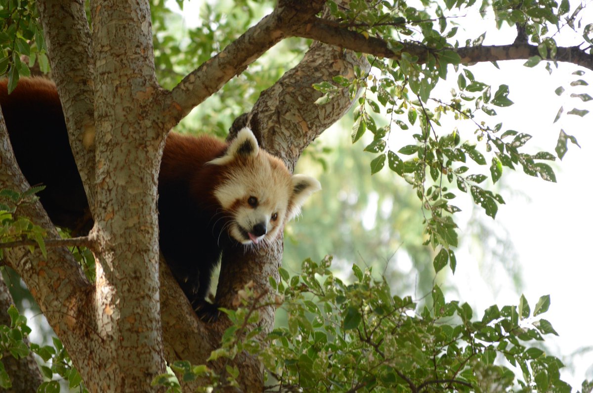 Red Panda tweet media
