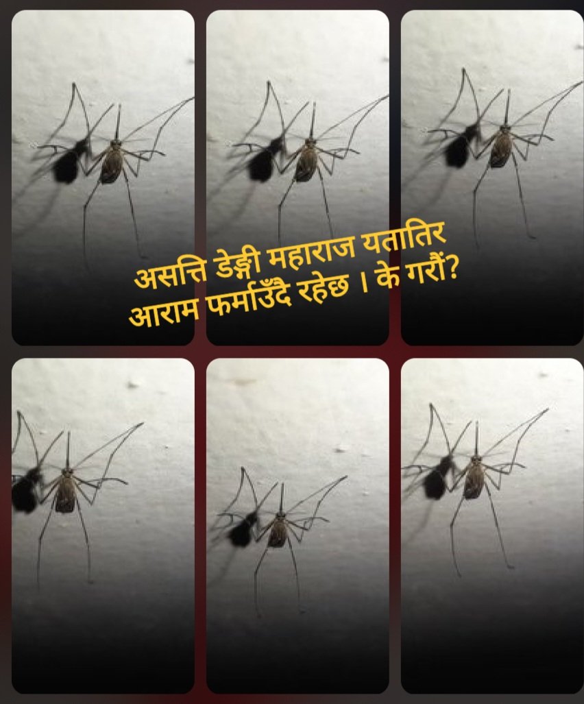 anandakshrestha's tweet image. मंसीर ४ कुर्नु नपर्ने विषयमा तपाईंको मत पाउँ ।