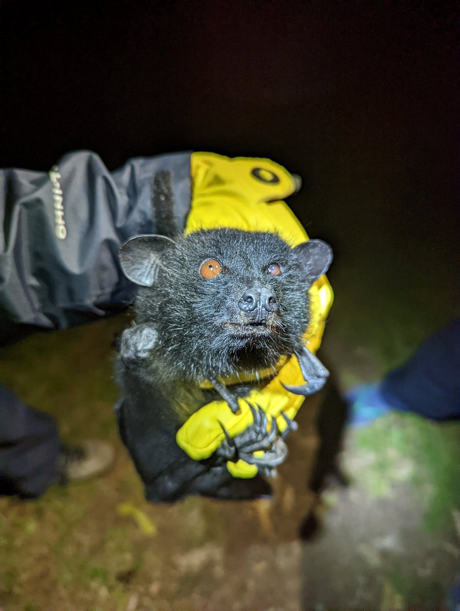 For #batweek I would like to share my favourite bat photo that I took this year: a young & grumpy Livingstone's flying fox.