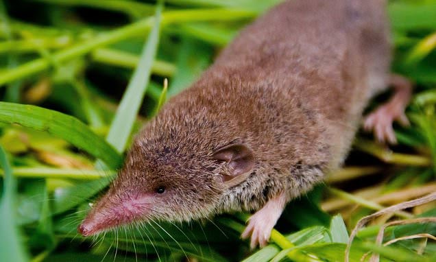wildscapia's tweet photo. Greater white-toothed shrew becomes UK’s first new mammal species in a century

#wildscapia #wildlifenews #uk https://t.co/eOsZWoJmMM