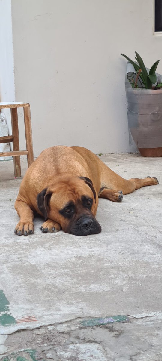 brutussss 🐶 (@brutuscapitan88) on Twitter photo 