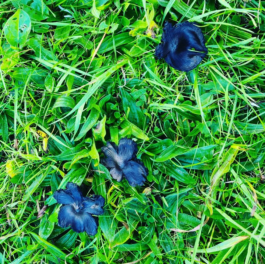 Veronica Santorum tweet media