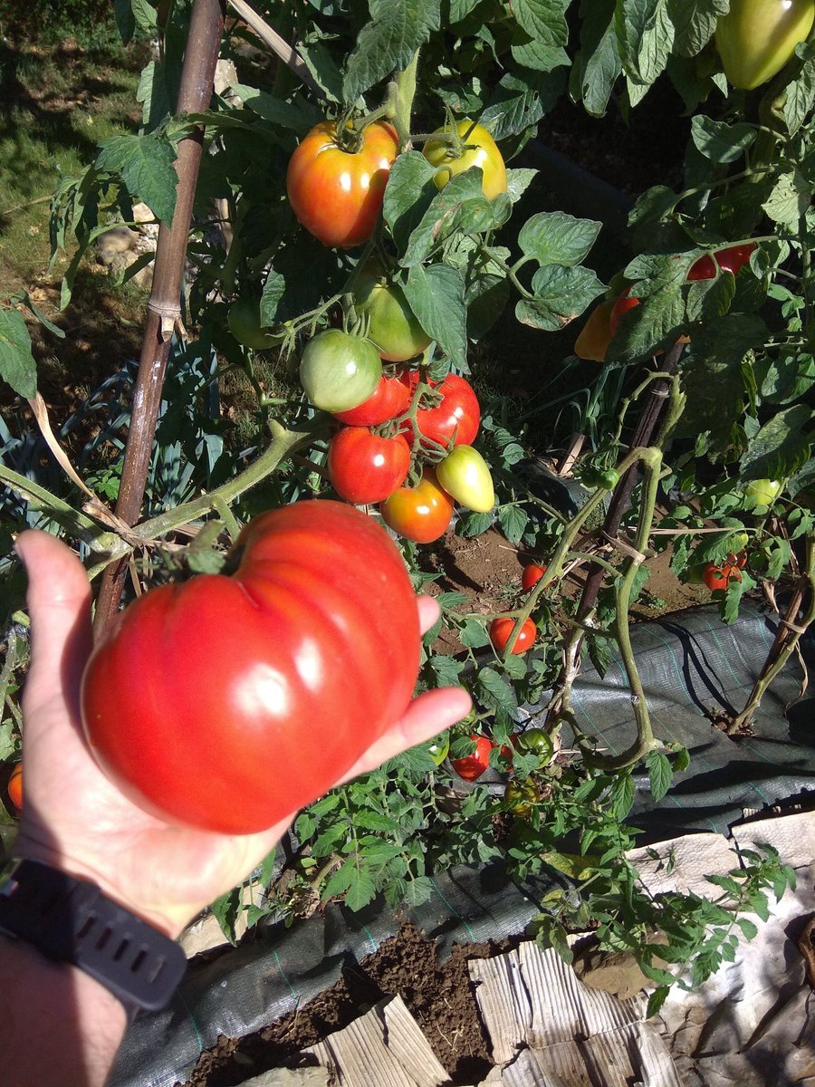 jsustuto's tweet image. De la mar pasé a la tierra, y que agradecida es. Para ser novato no se dió mal desde mayo, qué ricos sobre todo los pimientos y los tomates Quiero dar las gracias a @HuertadeIvan  y @CosasdelJardin  #tomartes por sus enseñanzas.