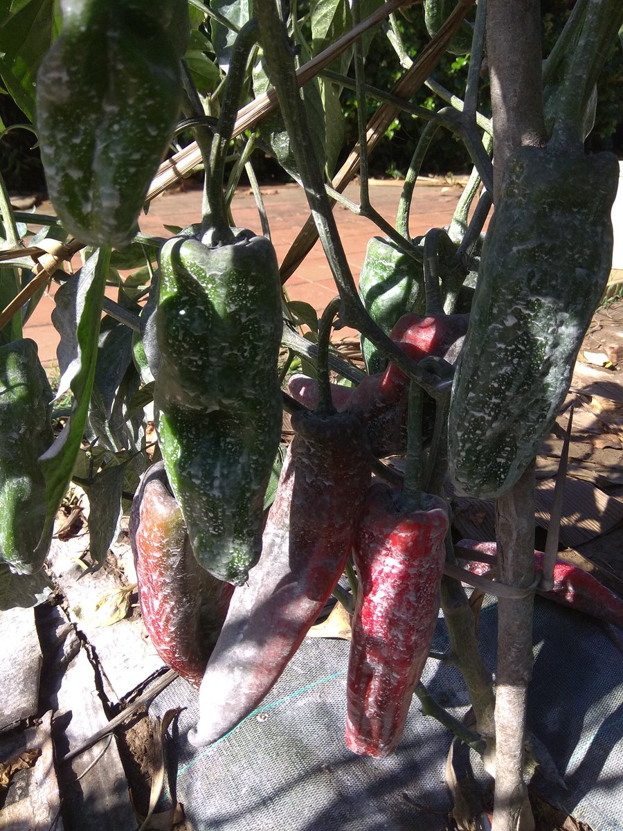 jsustuto's tweet image. De la mar pasé a la tierra, y que agradecida es. Para ser novato no se dió mal desde mayo, qué ricos sobre todo los pimientos y los tomates Quiero dar las gracias a @HuertadeIvan  y @CosasdelJardin  #tomartes por sus enseñanzas.