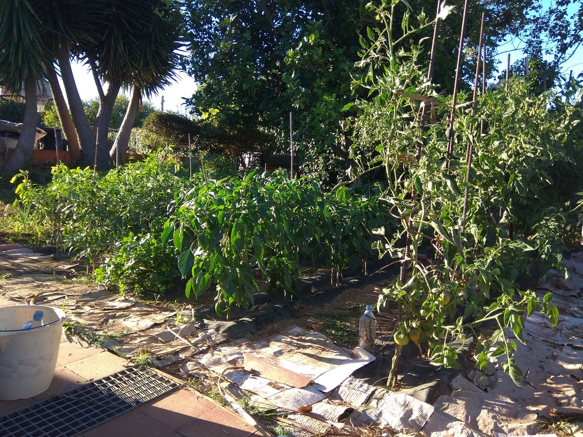 jsustuto's tweet image. De la mar pasé a la tierra, y que agradecida es. Para ser novato no se dió mal desde mayo, qué ricos sobre todo los pimientos y los tomates Quiero dar las gracias a @HuertadeIvan  y @CosasdelJardin  #tomartes por sus enseñanzas.