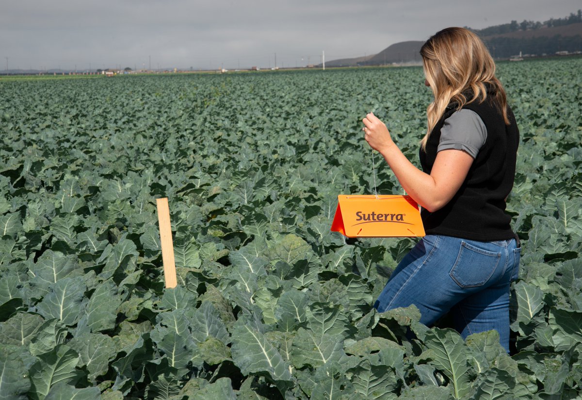 Suterra’s handy “ABCs of Trapping” guide will help pest management specialists generate consistent monitoring results each season. Read more here: 
suterra.com/blog/understan…

#cropprotection #agtech #sustainableagriculture
