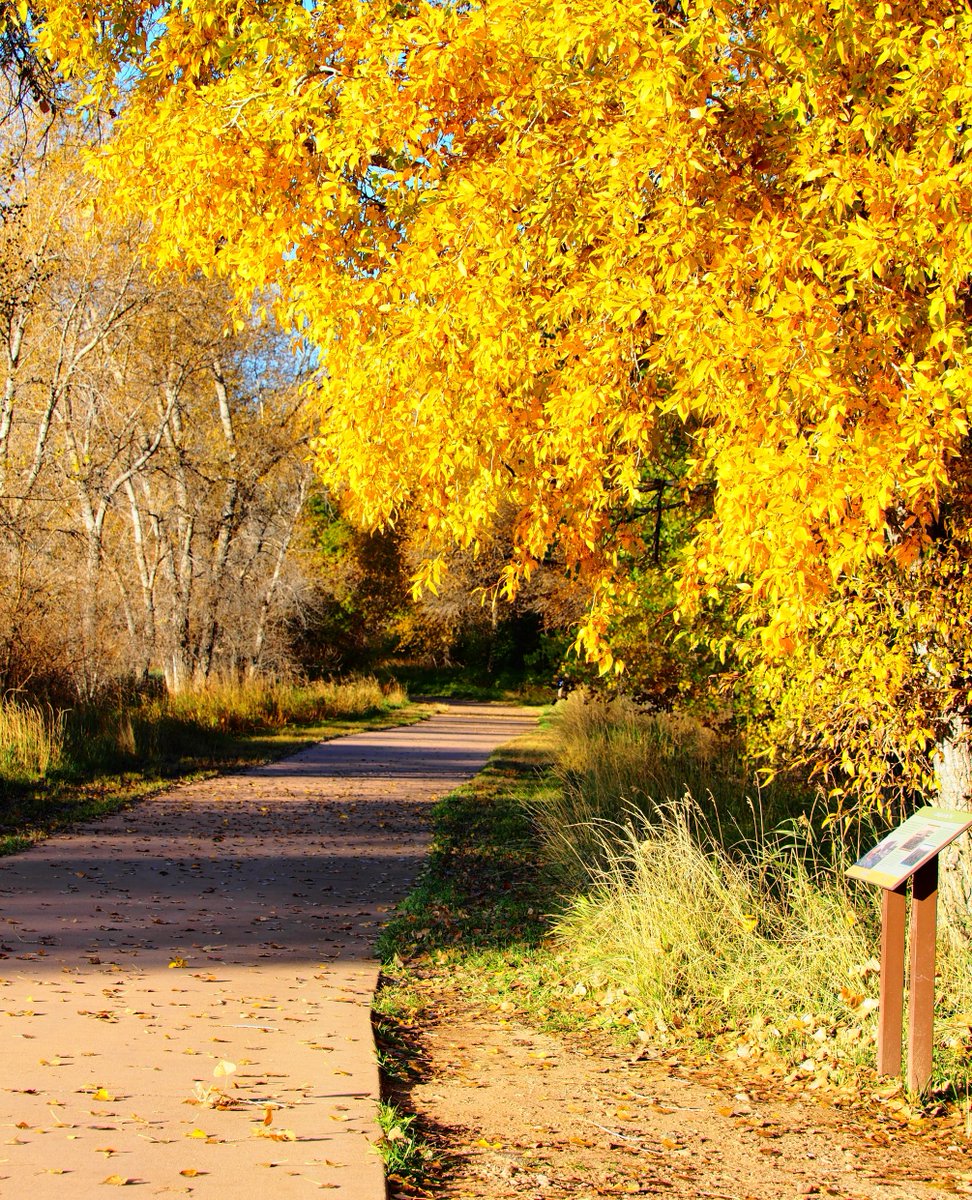 PoudreHeritage's tweet photo. Anyone else trying to soak in the last if the fall leaves? π
.
.
.
.
#poudreriver #coloradoviews #colorfulcolorado #coloradoshared #naturalcolorado #onlyincoloradousa #explorecolorado #TheGreatOutdoors #wildandscenic #NATURESHOTS #Fall #FallVibes #FallinColorado https://t.co/ieDbbm8eWA