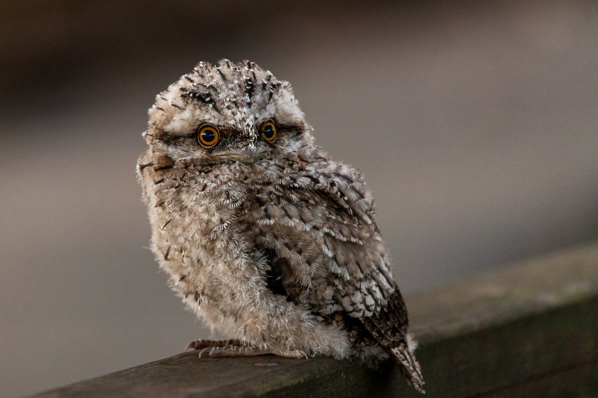 A young tawny frogmouth owl 🦉

They are native to Australia and are known for their large mouths that allow them to capture insects.

 #Nature #Animals #Wildlife #BirdWatching #Photography