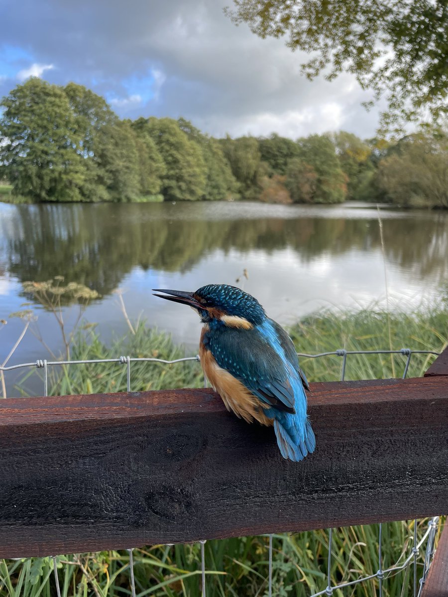 @Natures_Voice @BBCSpringwatch We picked this wee guy up off the middle of the road and popped him on the fence and stayed with him until he flew away ❤️