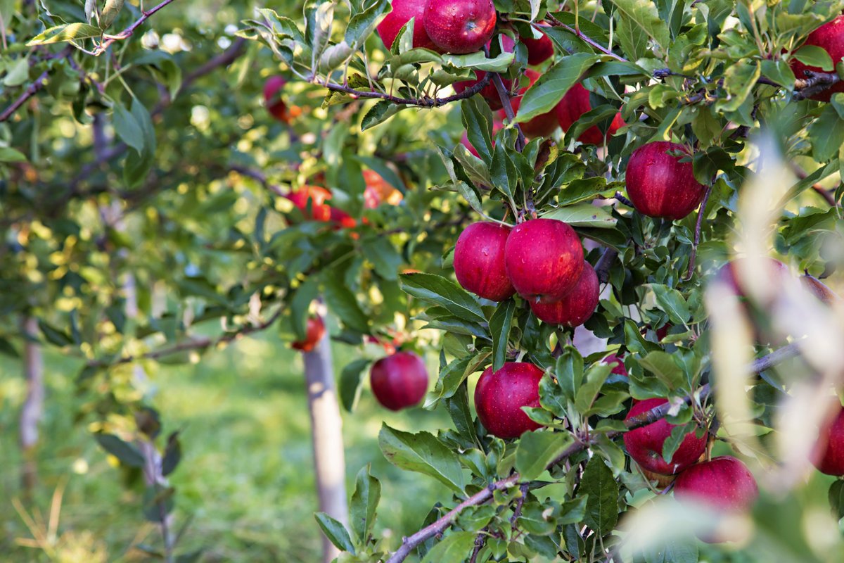 Apples are extremely high in pectin (a soluble fiber) and are packed with flavonoids such as quercetin. Flavonoids help give the colorful pigment to fruits and may reduce the risk of heart disease, cancer, stroke, asthma, and Type-2 diabetes. 

#ONappleAday #eatbetterlivebetter