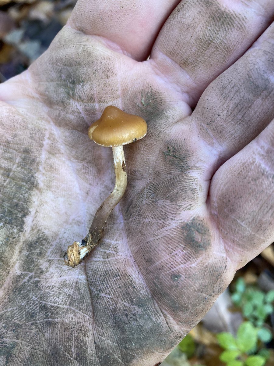 nosov_398's tweet photo. Touched some grass today 🍄 Found this little fella after running down a steep slope in a forrest and sliding 15 metres in leaves and mud 😅 Any mycologists here? 👀
@psychanon @Psilocybrain https://t.co/BQN24VpOcU