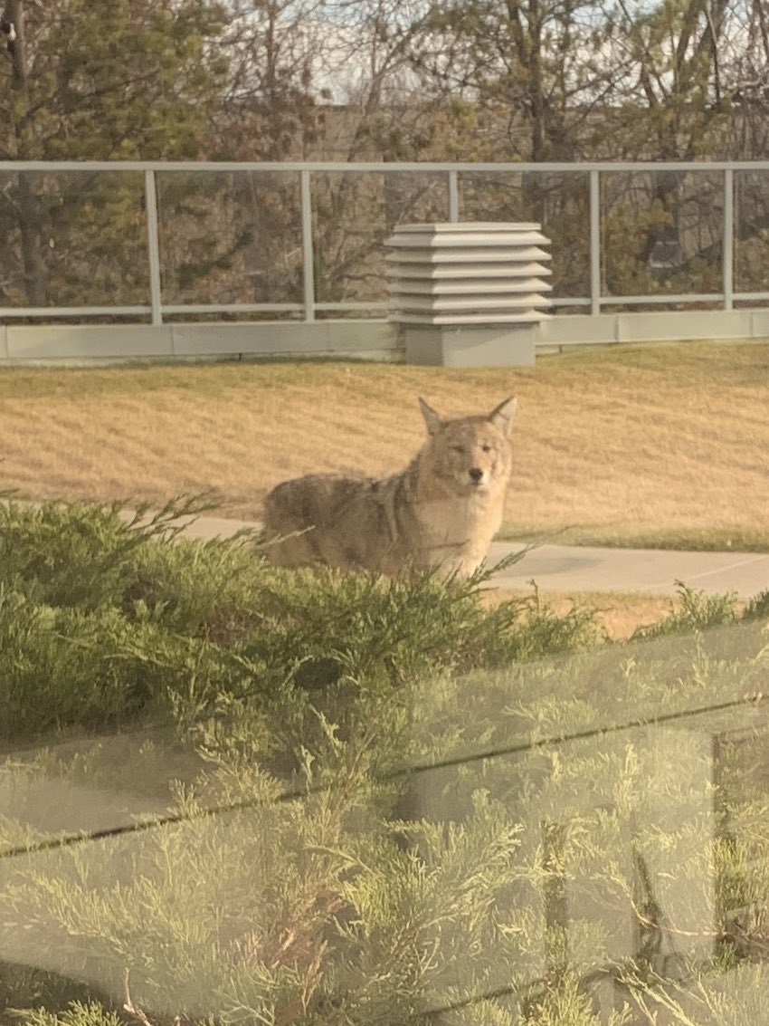 Jenny Howe (@cbcjenny) on Twitter photo This is who just interrupted my traffic report on <a href="/CBCHomestretch/">The Homestretch CBC</a>! It’s quite healthy. A little *too* healthy... 😬 This is who just interrupted my traffic report on <a href="/CBCHomestretch/">The Homestretch CBC</a>! It’s quite healthy. A little *too* healthy... 😬