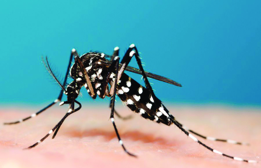 SYMVCD's tweet photo. A new type of mosquito, the Aedes albopictus (the Asian tiger mosquito), has been discovered in Sacramento County for the first time. Learn more at- https://t.co/2PGrJBFCDq #FIGHTtheBITE https://t.co/CBMuwOo1Cn