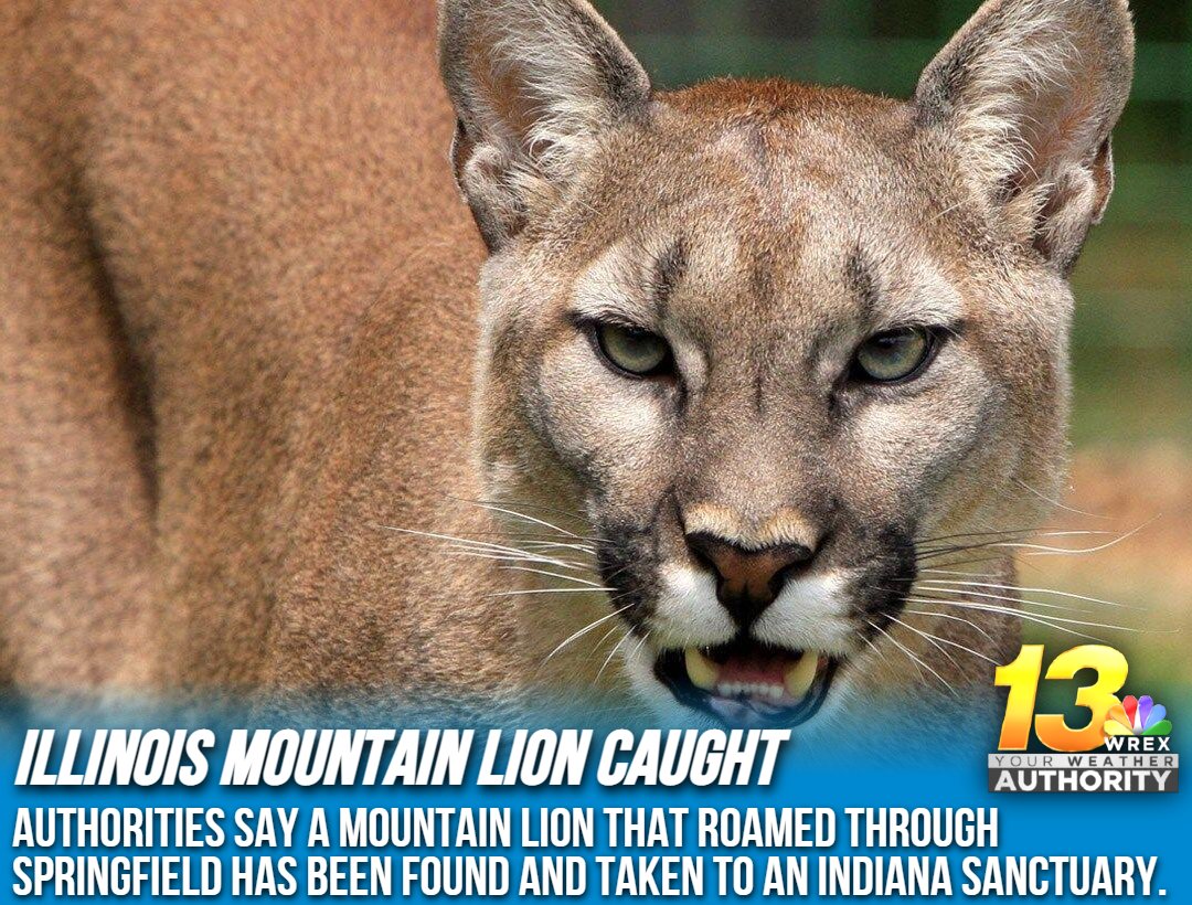 13WREX's tweet photo. CAUGHT: A mountain lion that roamed residential neighborhoods in Springfield was sedated Friday and taken to an Indiana sanctuary that houses big cats, the Illinois Department of Natural Resources said.

READ MORE: https://t.co/Kj4Emndf90 https://t.co/mPb7Gr30TV