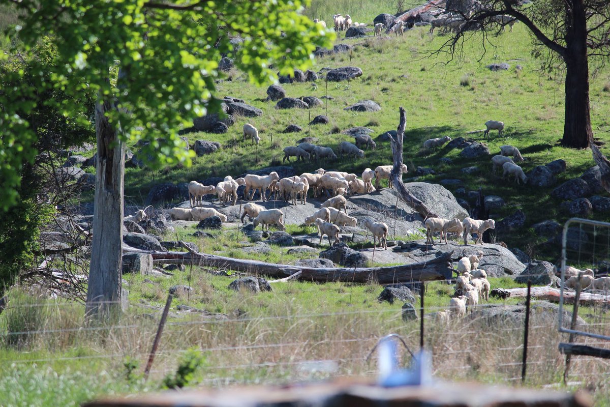 James Jackson (@guyrajack) on Twitter photo My sheep appreciating the rocks in New England...thinking of the troops on the flat country with no rocks to stand on…thank goodness a lot of our sheep producers still mulse…ethically very sound procedure… <a href="/NSWFarmers/">NSW Farmers</a> <a href="/meatlivestock/">Meat & Livestock Australia</a> <a href="/NationalFarmers/">National Farmers' Federation</a> My sheep appreciating the rocks in New England...thinking of the troops on the flat country with no rocks to stand on…thank goodness a lot of our sheep producers still mulse…ethically very sound procedure… <a href="/NSWFarmers/">NSW Farmers</a> <a href="/meatlivestock/">Meat & Livestock Australia</a> <a href="/NationalFarmers/">National Farmers' Federation</a>