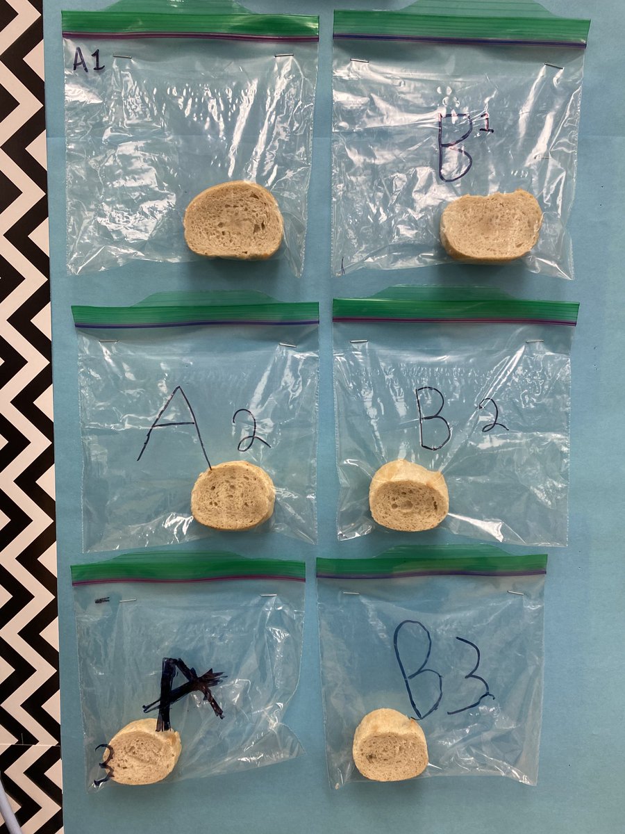 MrsDixDTES's tweet photo. Will hand sanitizer slow down or speed up mold growth? Stay tuned! #scientists https://t.co/9Z8r510aSN