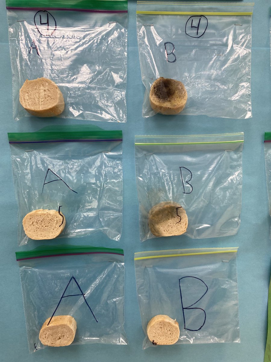 MrsDixDTES's tweet photo. Will hand sanitizer slow down or speed up mold growth? Stay tuned! #scientists https://t.co/9Z8r510aSN