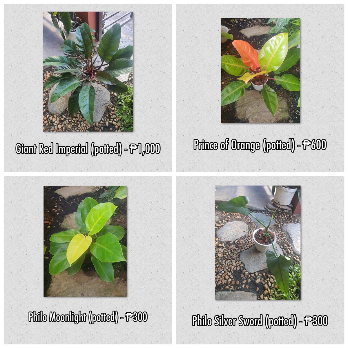 JustRandomItems's tweet photo. Philodendrons, Monsteras, Pothos, Ficus Nana & Alocasia for SALE
Also available:
โข Aloe Veras
โข Rubber trees
โข Pothos
โข other Philodendrons
#philodendron #monstera #pothosplant #rubbertreeplant #alocasia #aloevera https://t.co/IHBgVhQDlA
