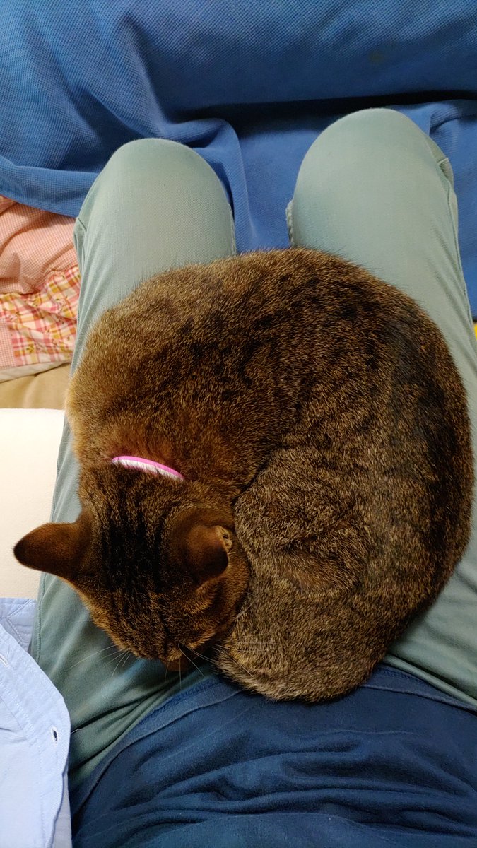 12Hypermama's tweet photo. お膝の上でアンモニャイト☺️

#猫好きさんと繋がりたい 
#猫の居る暮らし 
#ねこ https://t.co/chts8tlUZI