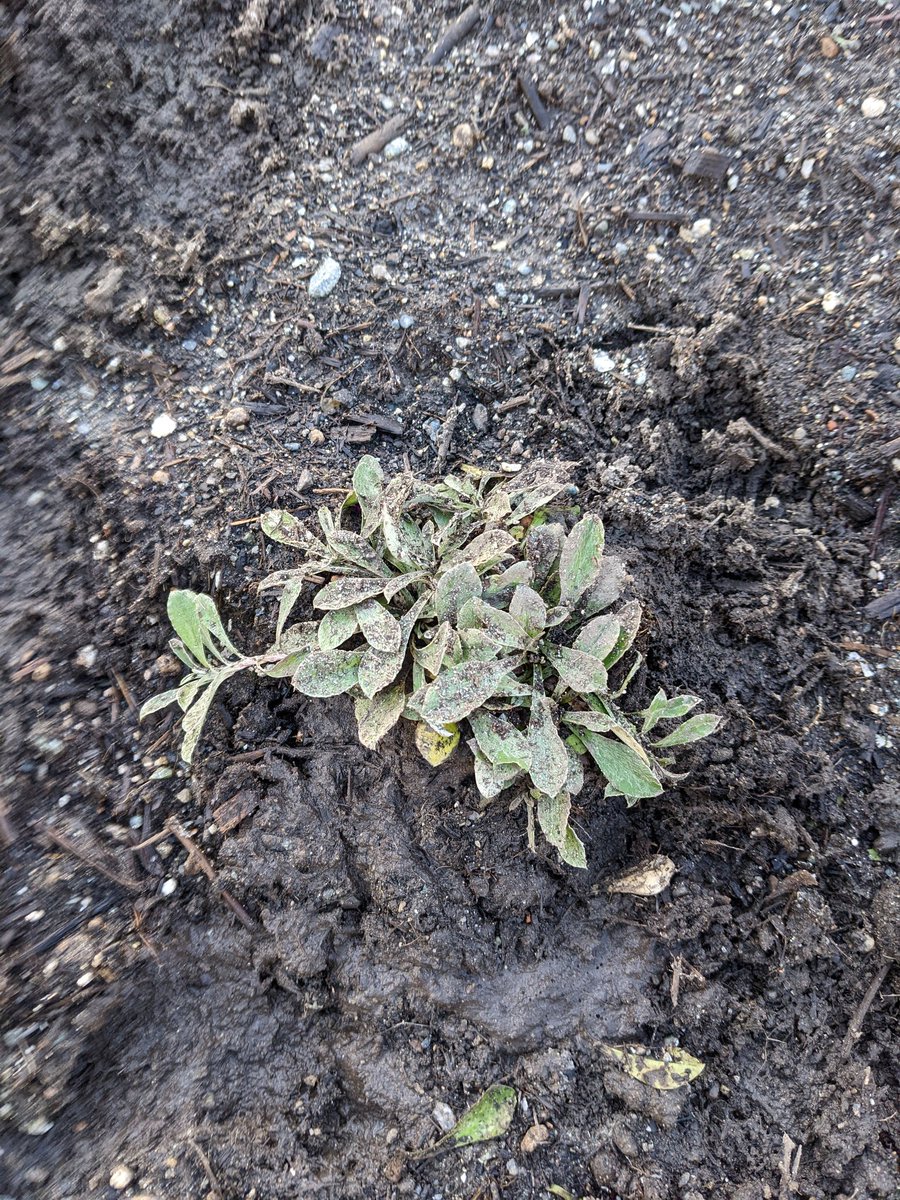 mrdemedeiros's tweet photo. Walking behind @LambrickPark and stumble across their new Indigenous garden. Someone has a green thumb!  @sd61schools Beautiful green space!! https://t.co/MIjMp32cw3