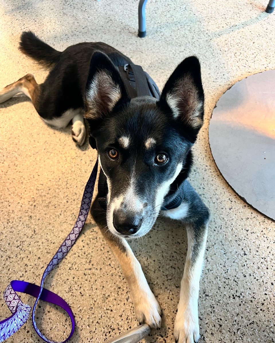 Introducing Mia! She and I made it through training! She will continue to work on training me! 😁. She can’t wait to be loved on all day long! 🦮🐾#facilitytherapydog <a href="/LSWestAD/">LSW Titans Activities</a> @ChadHertzog <a href="/lswestonline/">lswestonline</a> <a href="/LSR7/">Lee's Summit R-7 Schools</a>