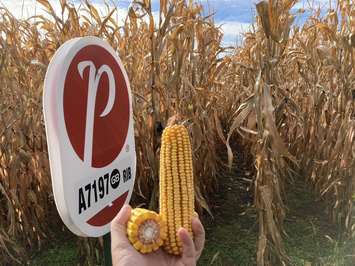 Great looking PRIDE Seed product near Picton, Ontario, ready for harvest