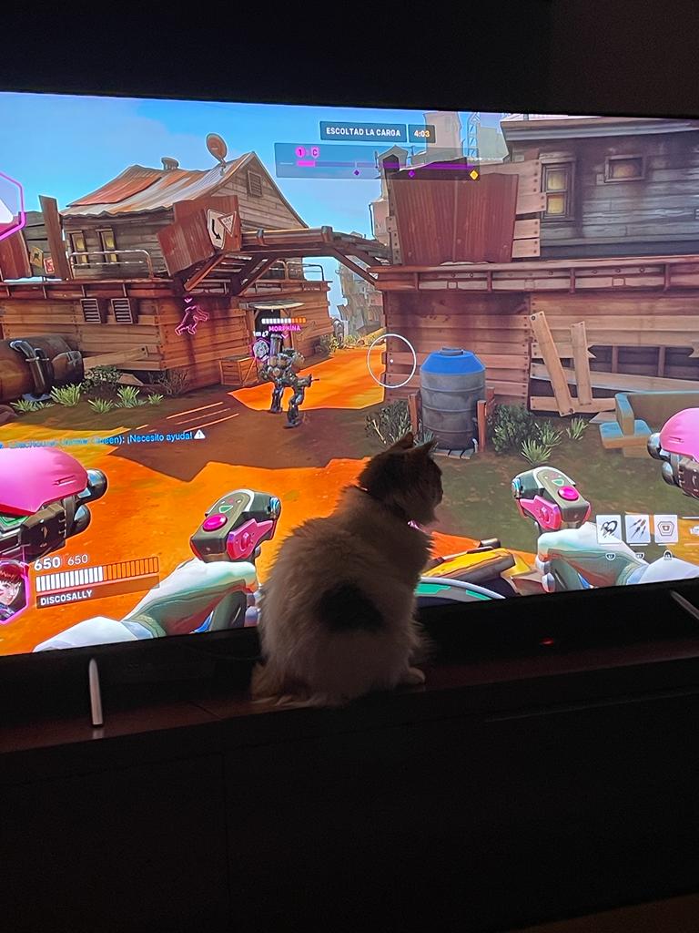 ㅤ
ㅤ
ㅤ sally.⠀ miau-fea esto

ㅤ