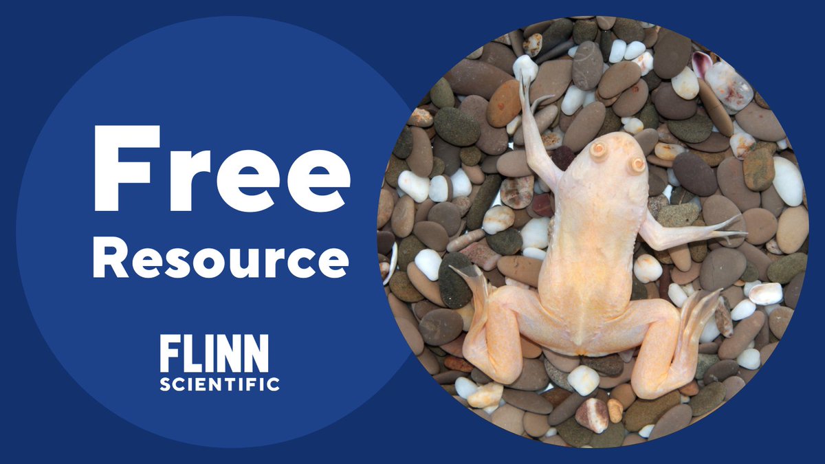 Thinking of getting an African clawed frog as a class pet? 🐸 

Here's a guide to caring for them: bit.ly/3fdYCtS

#BioChat #ScienceTeacher