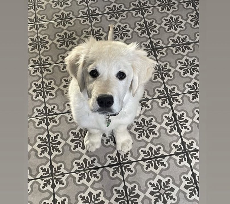 Hvolparnir hennar Yuriko að stækka og dafna 💛 svo mikið hlýtt í hjartað að fylgjast með þeim 💕