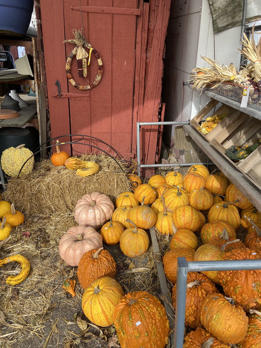 Brianna_January's tweet photo. Halloween weekend in Lancaster, PA 🍂✨🌙 https://t.co/9uD4GMyA5g