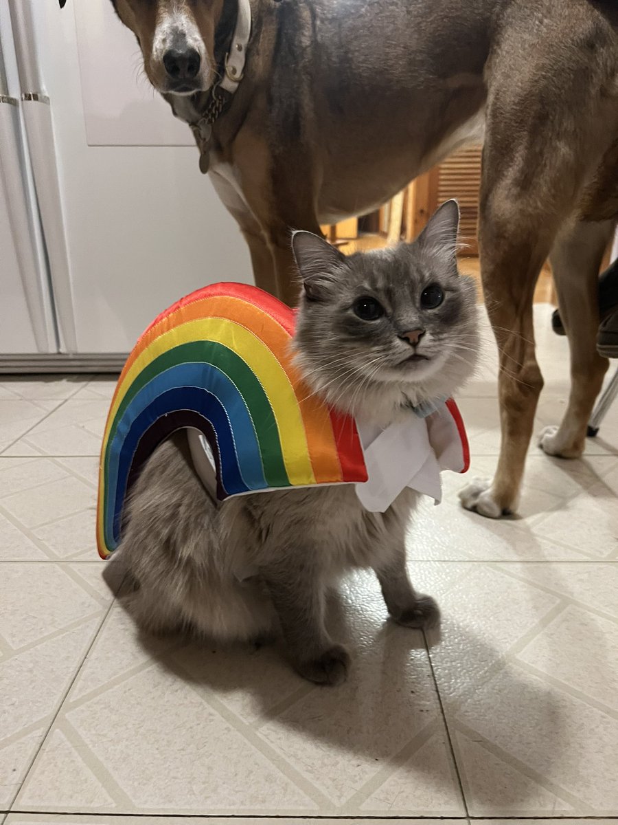 Gay cat