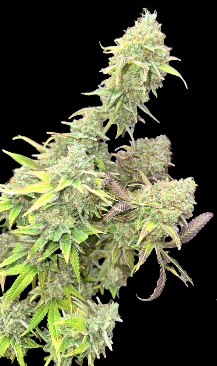 Platinum Lemon Cherry Gelato 🍋🍒
🧬 / <a href="/dark_stork/">Dark Stork Genetics</a>