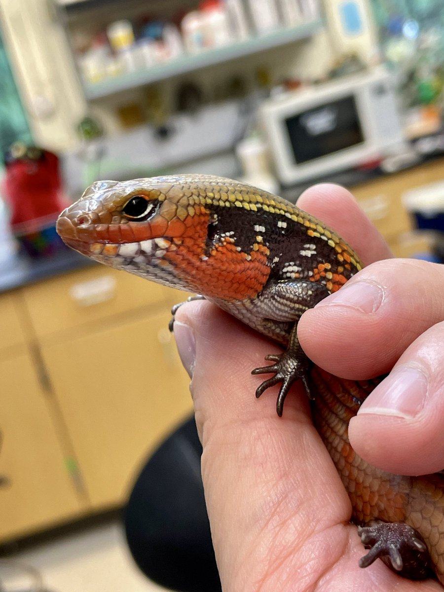 markowenmartin's tweet photo. I think that the #LadyAzula of the #FireSkinkNation looks great after her shed. No interest in scrambled eggs today, but one dubia, a bunch of dusted mealworms, and half an earthworm. Azula has #SkinkSass. https://t.co/3Fv0ERvXtM