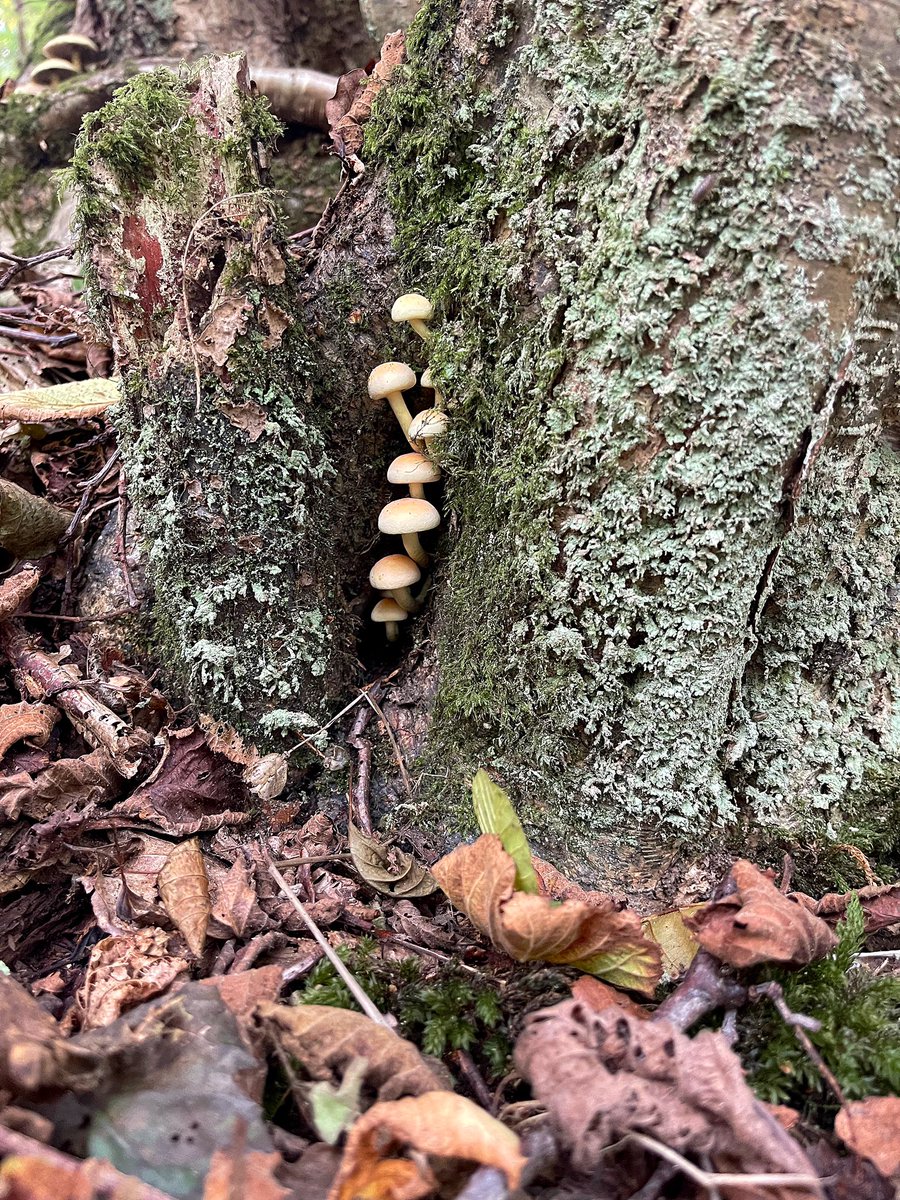 Peek-a-boo … Some Hypholoma? @johnmushroom help please 🍄 #FridayFungi in local woodlands 💛