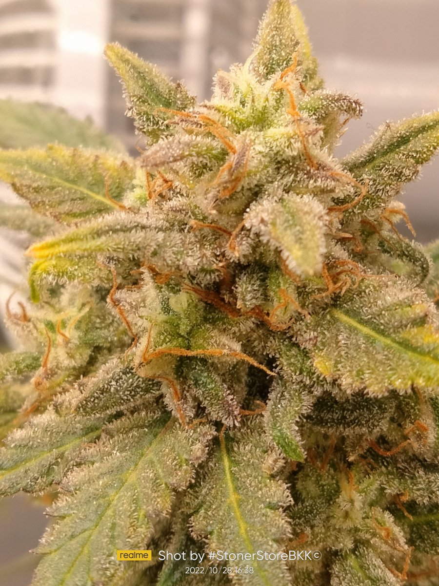 ChillNotSkill1's tweet photo. 🤫 See U Soon. #Rancannabisrun #weedshop &amp; #bars https://t.co/y0lpuNPItu
