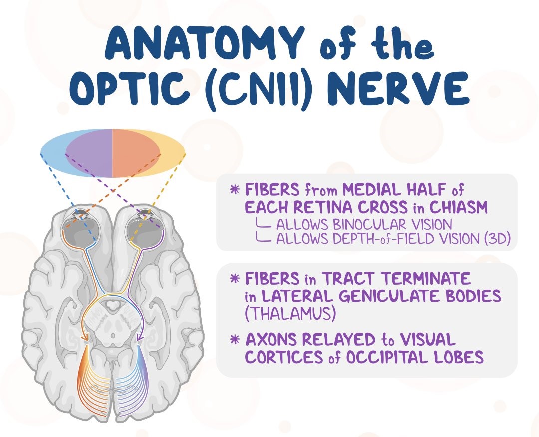 The optic nerve is formed by axons of retinal ganglion cells. Credits: @OsmosisMed / Elizabeth Nixon-Shapiro #neuroscience #neurotwitter