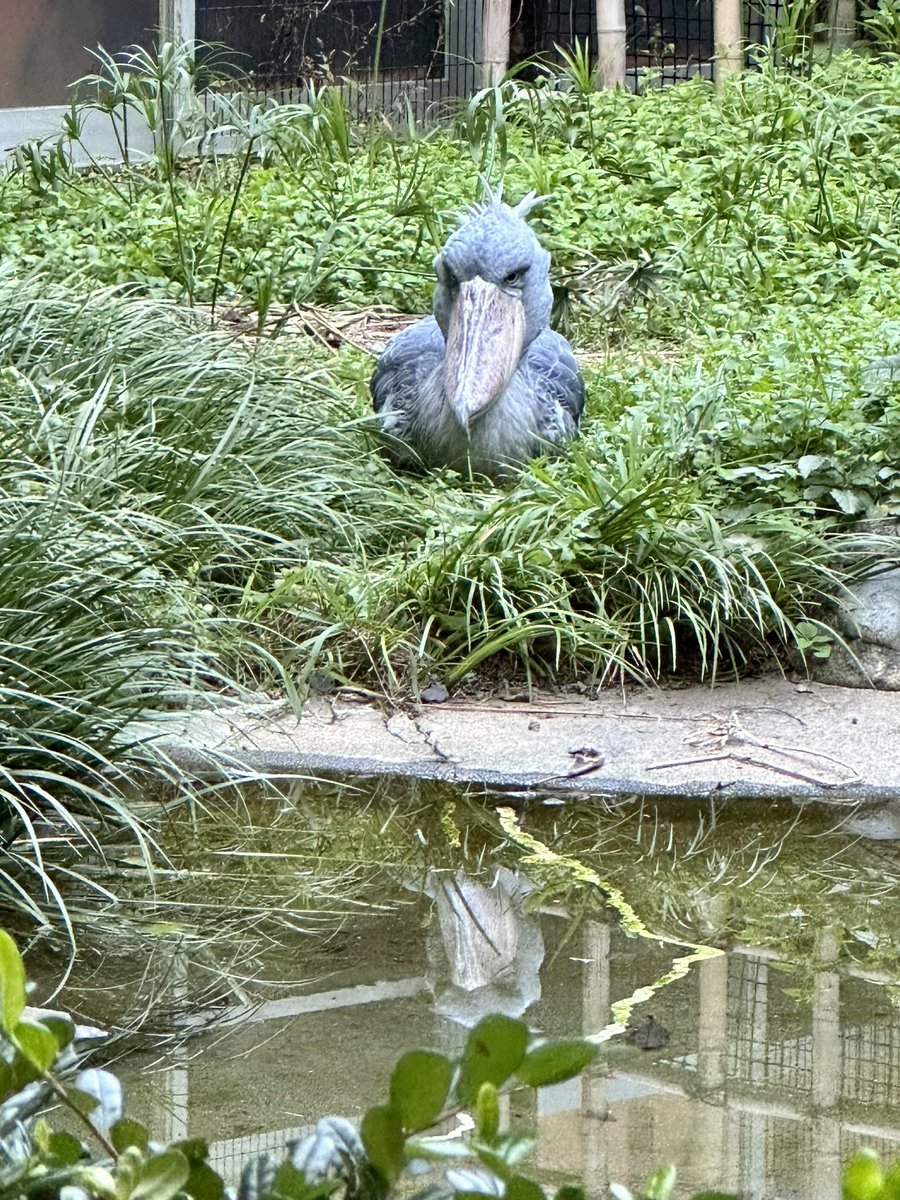 ike_puke's tweet photo. #上野動物園　#ハシビロコウ
上野には4羽お住まいです https://t.co/UXL5Dsgt91