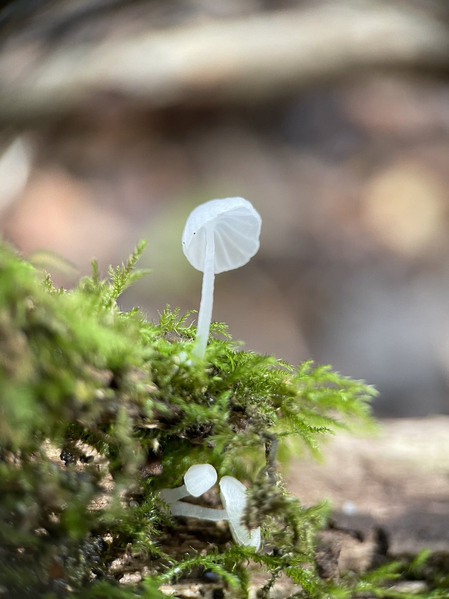 Tiny Mycena, almost translucent but I don’t know which one. Could @johnmushroom help please? On fallen, mossy branch in local woodlands #FridayFungi 🍄🤍