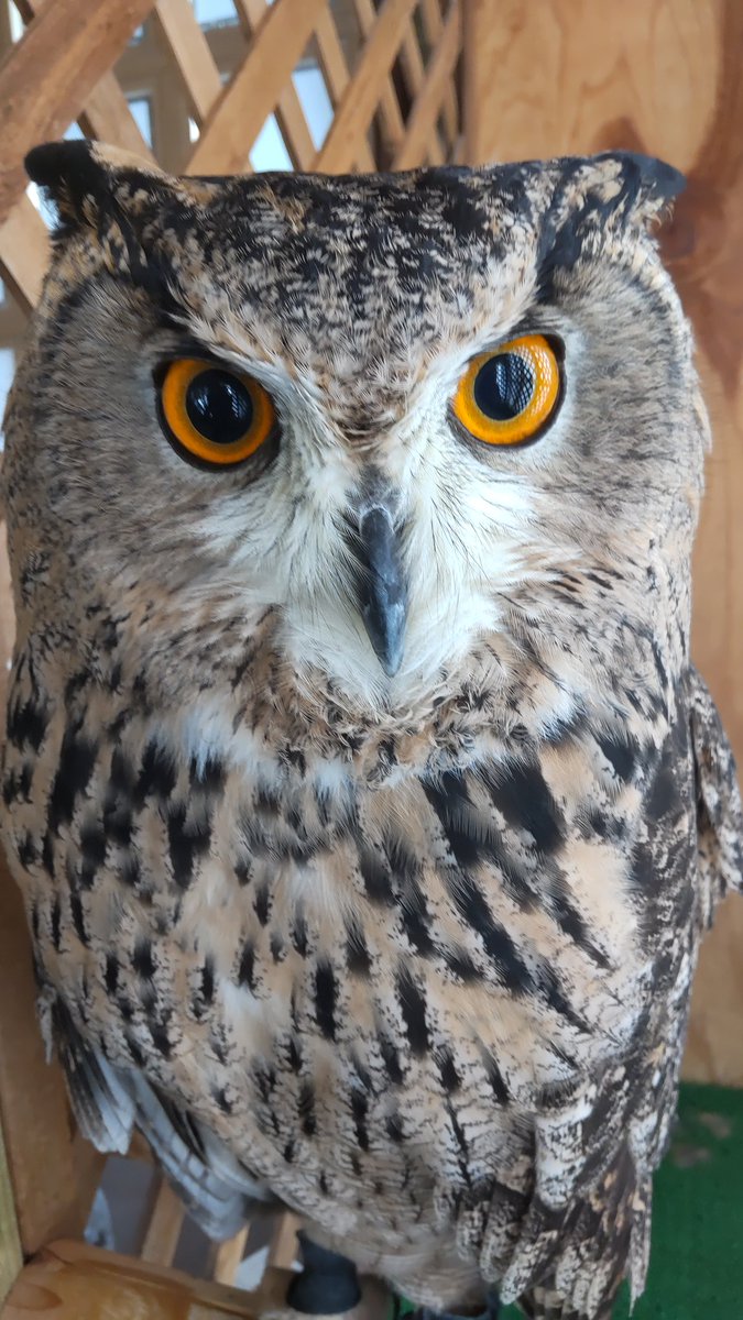 おはようございます。今朝もしっかり食べたね。それじゃ、仕事に行ってくるね