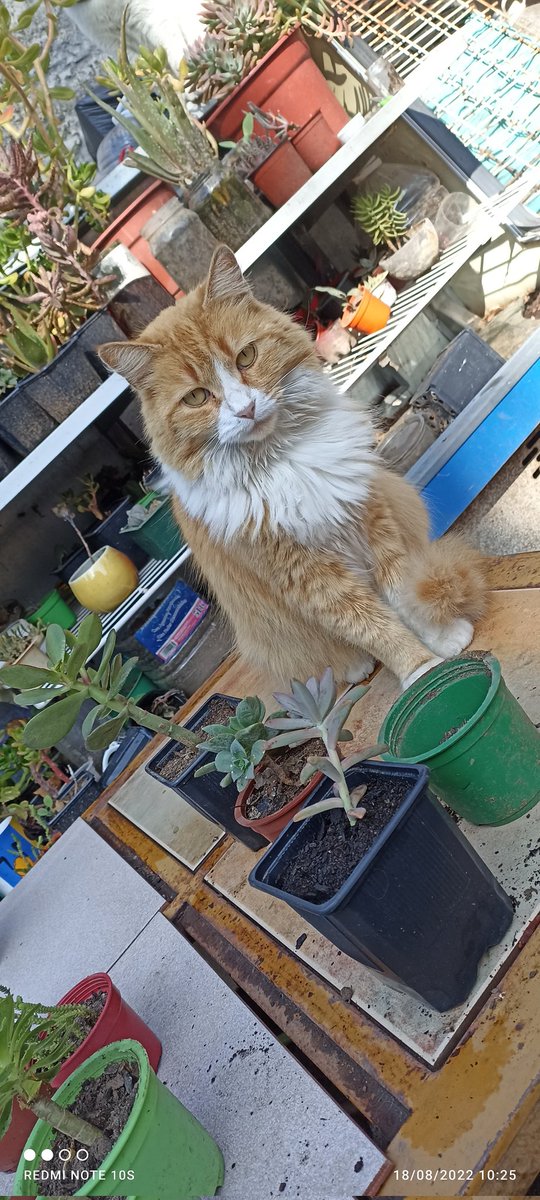 miabelessa's tweet photo. @ColeTheBlackCat Aquí está mi medicina jiji ❤️ https://t.co/UlkEzOBLGe