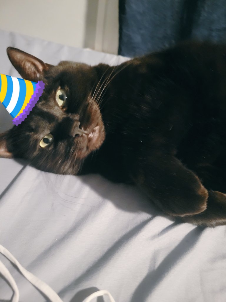 MrRademaker's tweet photo. Student's were asking if I forgot about National Black Cat Day yesterday. I was just busy with conferences all day. Plus, we celebrate all month long in this household. Also, Go Red Wolves.  #NationalBlackCatAppreciationDay https://t.co/RWzDD8jwBo