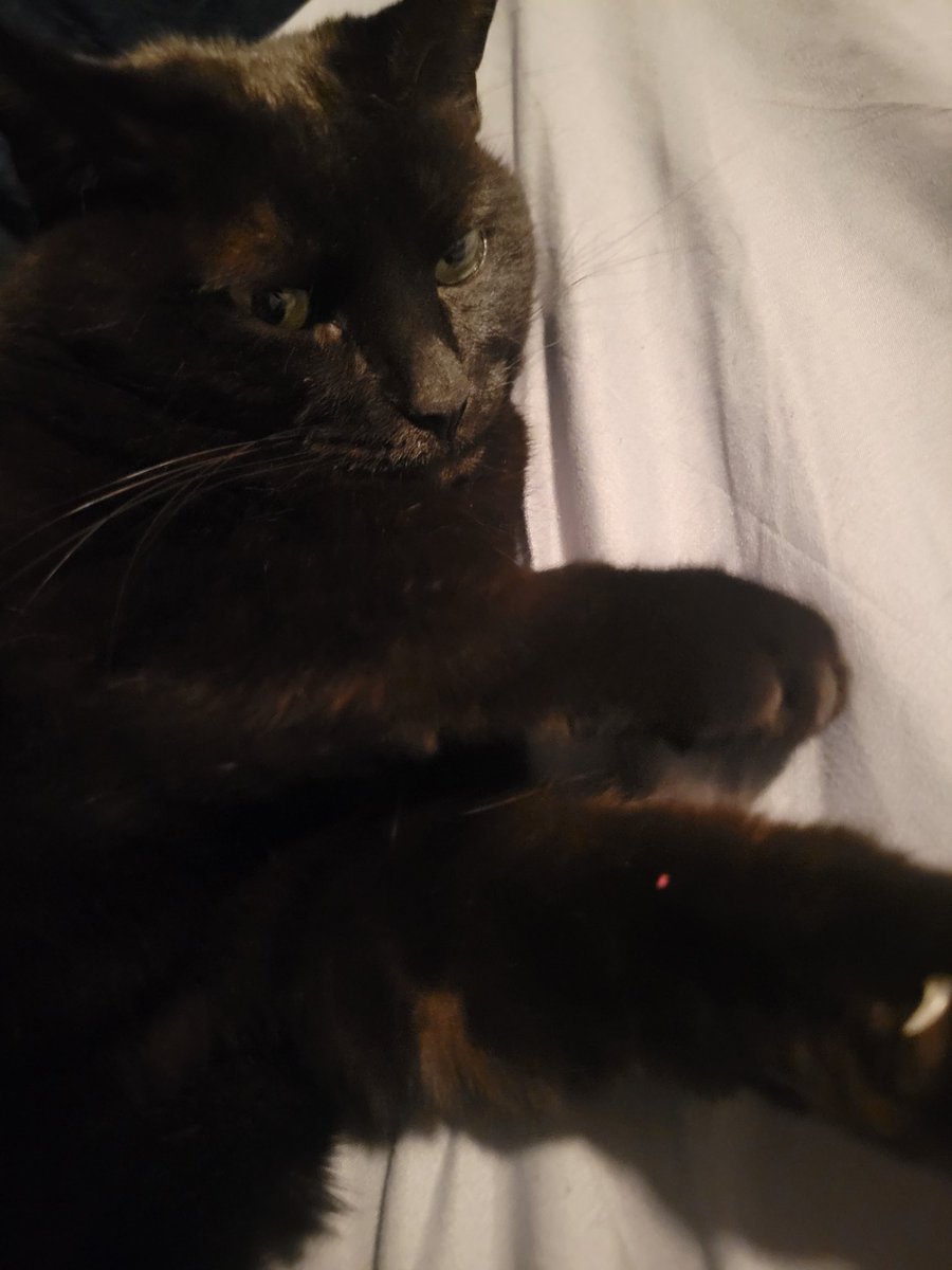 MrRademaker's tweet photo. Student's were asking if I forgot about National Black Cat Day yesterday. I was just busy with conferences all day. Plus, we celebrate all month long in this household. Also, Go Red Wolves.  #NationalBlackCatAppreciationDay https://t.co/RWzDD8jwBo