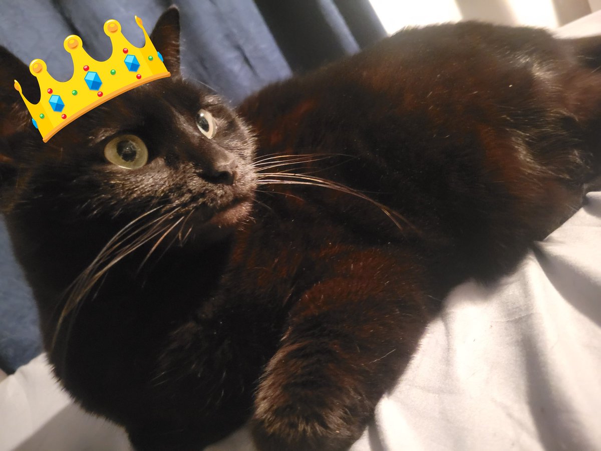 MrRademaker's tweet photo. Student's were asking if I forgot about National Black Cat Day yesterday. I was just busy with conferences all day. Plus, we celebrate all month long in this household. Also, Go Red Wolves.  #NationalBlackCatAppreciationDay https://t.co/RWzDD8jwBo