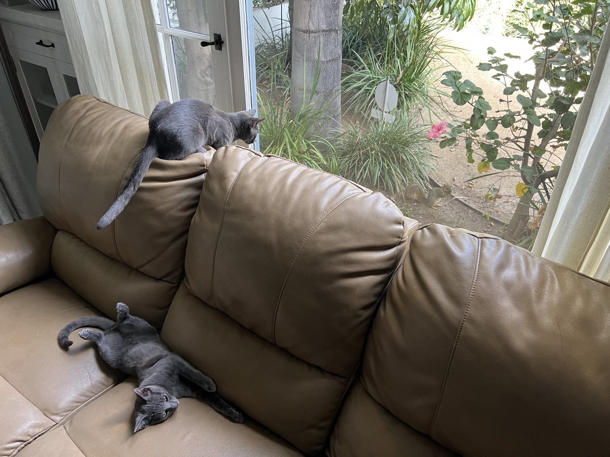 Typical afternoon scene in the Roth-Lewison household…