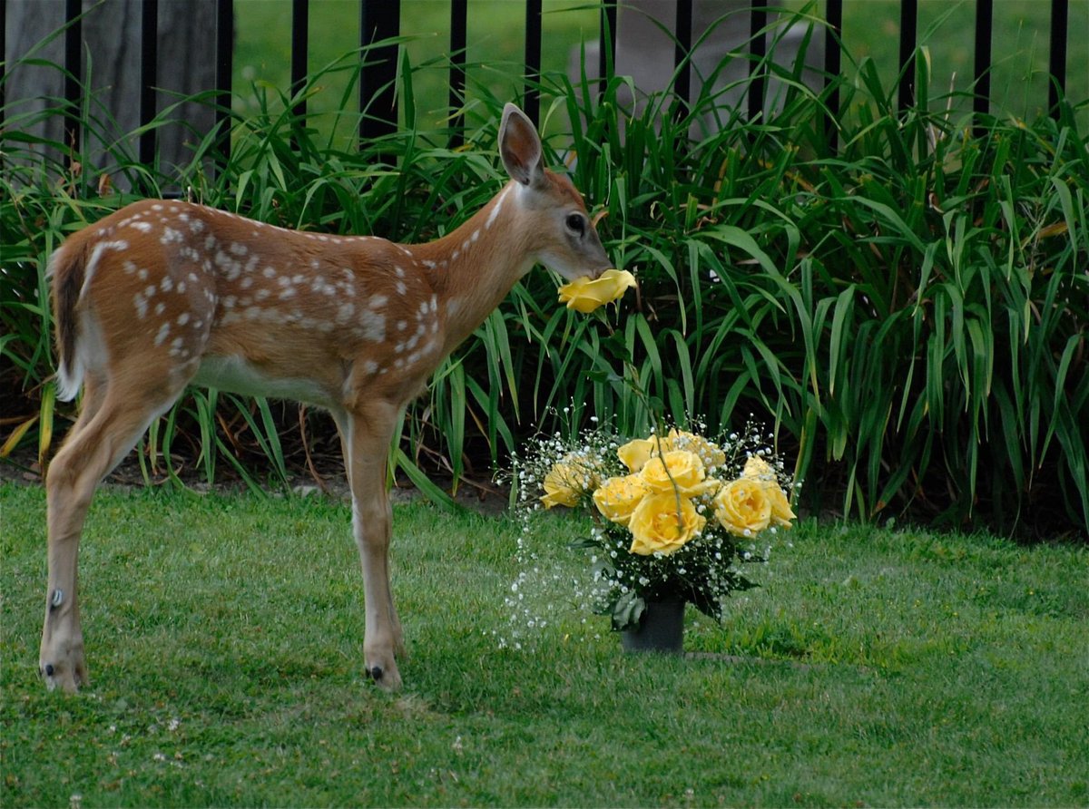 Princess of Whales tweet media