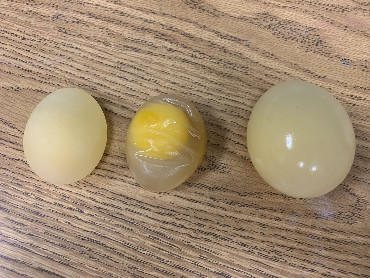 Spalding_Bio's tweet photo. Observing #osmosis in lab this week by soaking “naked eggs” in solutions of various tonicity and measuring the change in mass, circumference and solution volume. #CellTransport #RHSScience #DentonISDDelivers @RHSRaiders @dentonisd https://t.co/YuF3wh6xmT