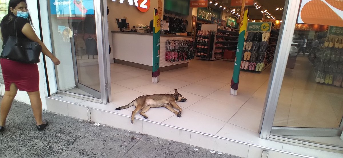 Guadalupe777_94's tweet photo. Que bello es perrito de la calle tenia calor y se acercó al #PAR2 de la Calle RUben Dario, centro Histórico a refrescarsse y quedó dormido pequeños detalles que hacen grandes diferencias Dios bendiga a los que laboran en ahí @GRamirezF_D @Somosngeles1 @Beryz10 https://t.co/qb3yArnzss